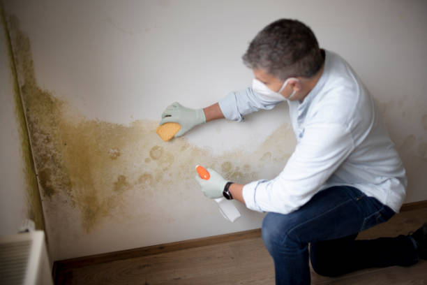 Best Emergency Mold Remediation  in Whiting, WI