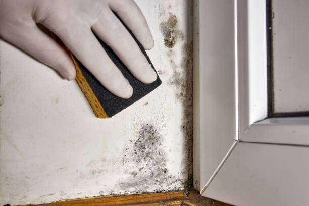 Best Environmental Consulting for Mold Prevention  in Whiting, WI